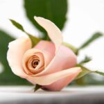 Miraç Hakkında-Safiye EROL’dan