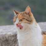 Vahşetin Dâveti – Sâmiha AYVERDİ Kaybolan Anahtar kedi