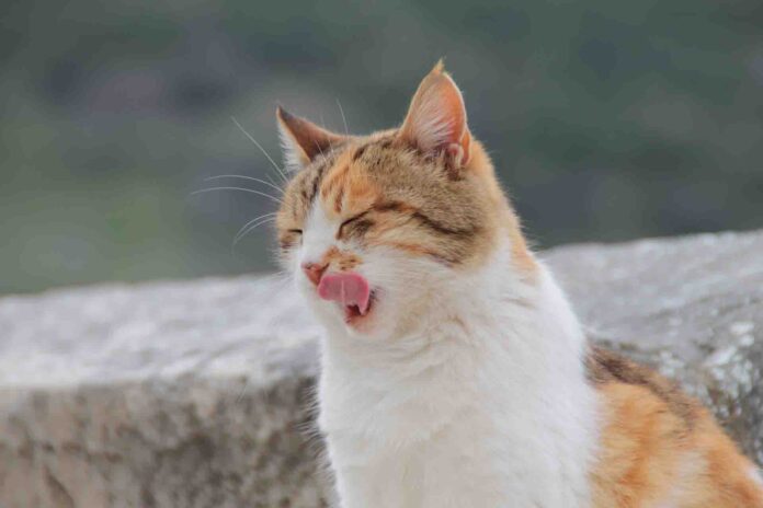kedi