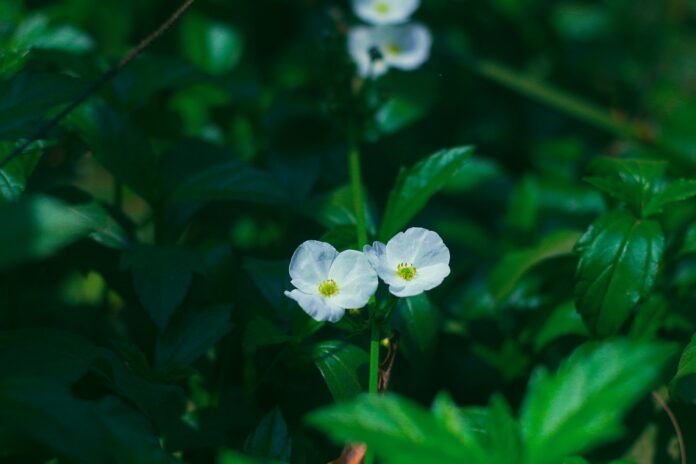 pexels-fokrul-bhuiyan-1649383