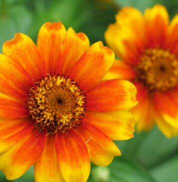 Cuma