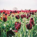 Sâmiha Ayverdi – Kölelikten Efendiliğe