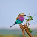 Sohbetler-Ken’an Rifâî-45 ramazan