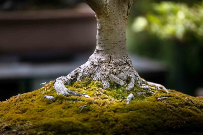 bonzai