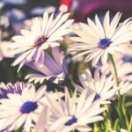 Sohbetler-Ken’an Rifâî-59 kenan rifai