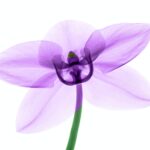 Bir Mektup – Sâmiha Ayverdi’den