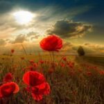 Dünya seninle – Sâmiha Ayverdi