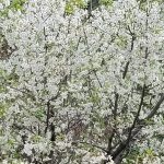 Vakt-i Şerifler Hayr’ola – Mayıs 2024