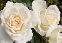 Vakt-i Şerifler Hayr’ola – Aralık 2025